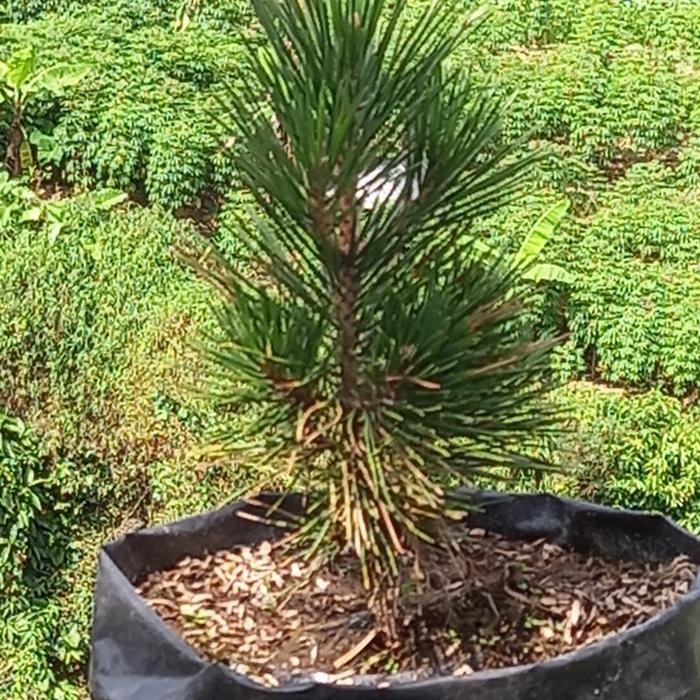 PREMIUM pohon taman bonsai blackpine pinus jepang