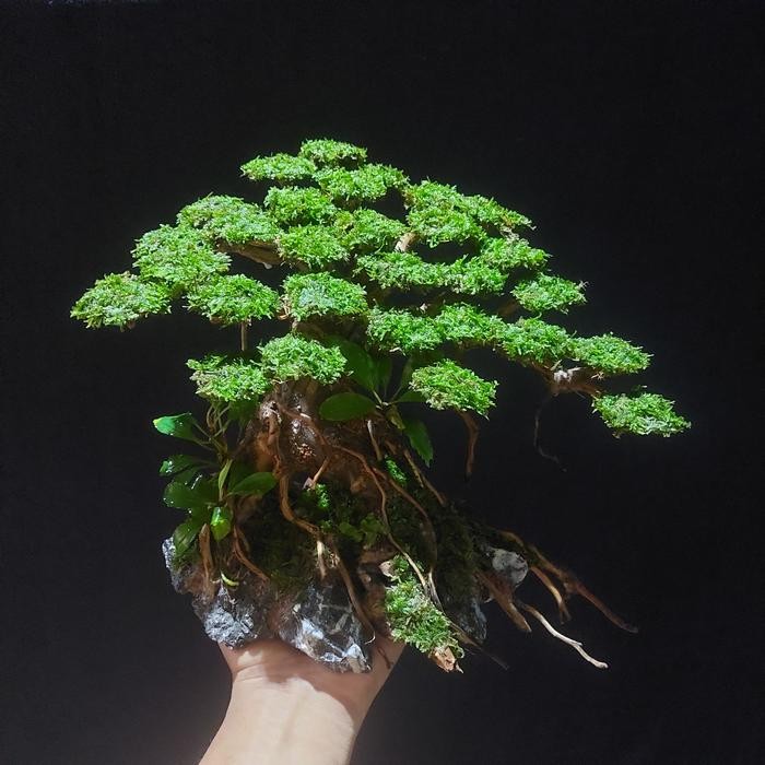 PREMIUM Bonsai Aquascape Besar 30 cm untuk aquarium 40 - 60 cm Murah