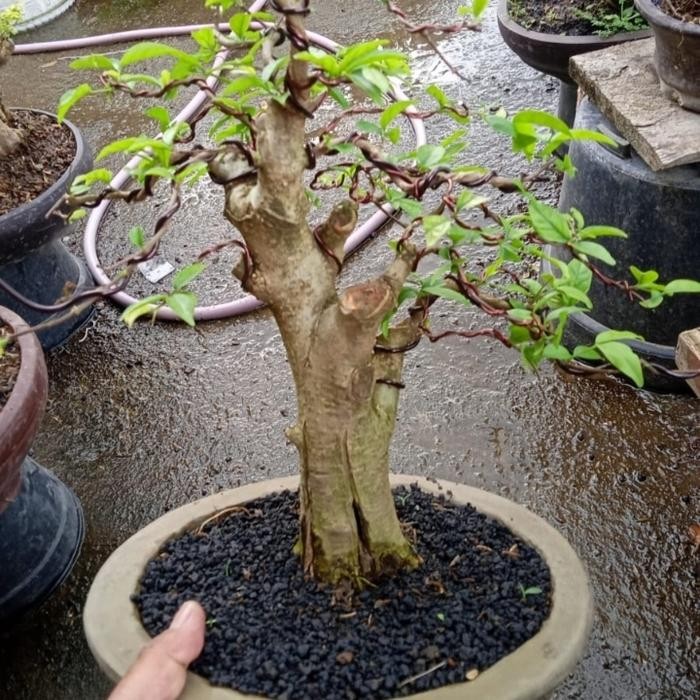 PREMIUM bonsai jadi anting putri