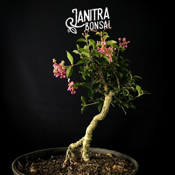 PREMIUM Bonsai mirten sakura / sakura micro jadi siap pajang