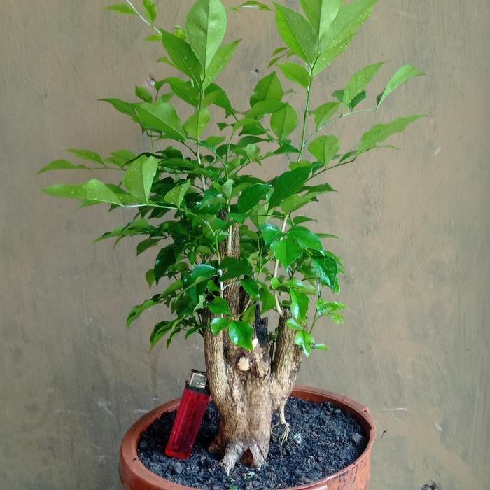 PREMIUM bahan bonsai kemuning lokal sama seperti gambar