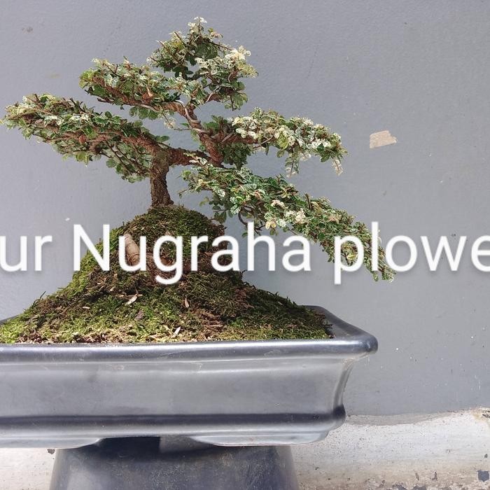 PREMIUM bonsai ulmus super mikro sudah jadi
