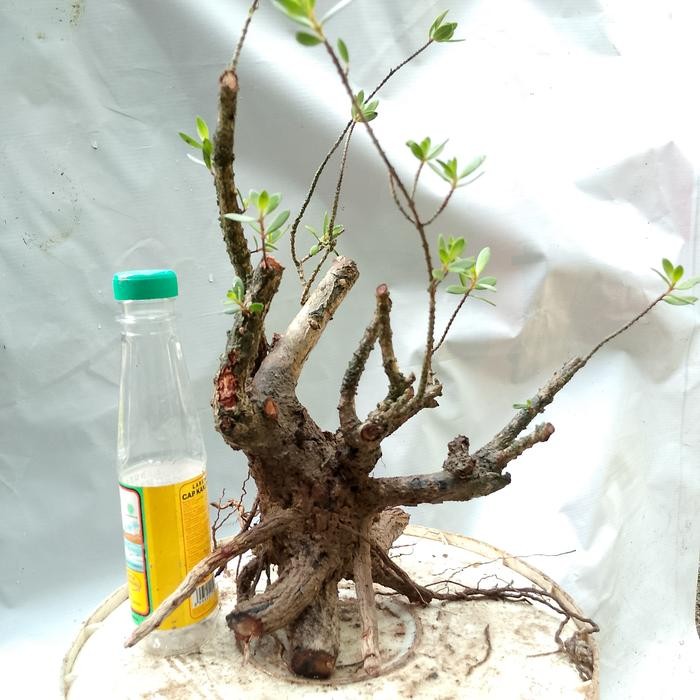 PREMIUM bonggolan santigi karang untuk bahan bonsai