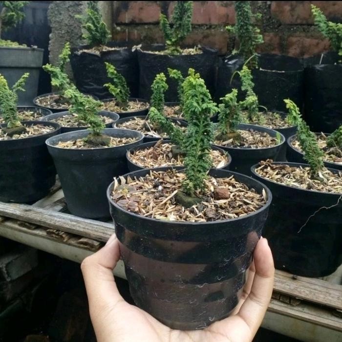 PREMIUM cemara sekka hinoki bahan bonsai