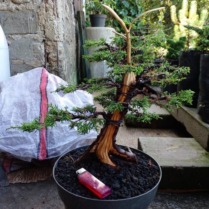 PREMIUM Bonsai Cemara Sargenti Model Jin/ Bonsai Jin Cemara Sargenti