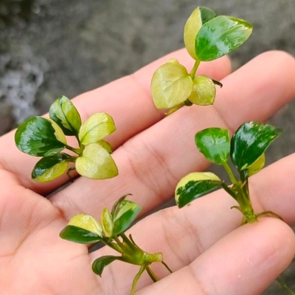 Pawretty- Anubias Panda Simetris dan Full White