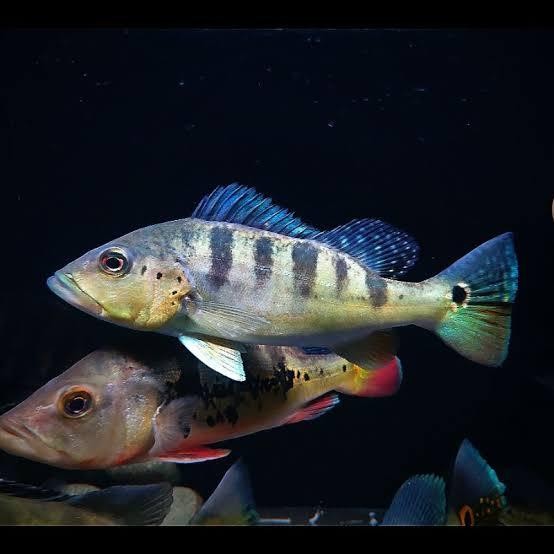 Pawretty- peacock bass blue azul