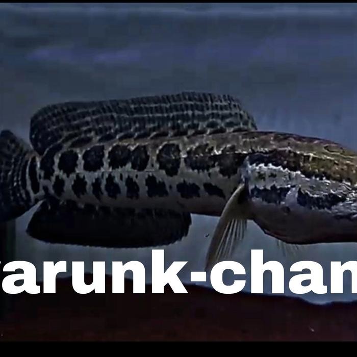 Pawretty- mainan channa argus pyton cb 5-6 cm