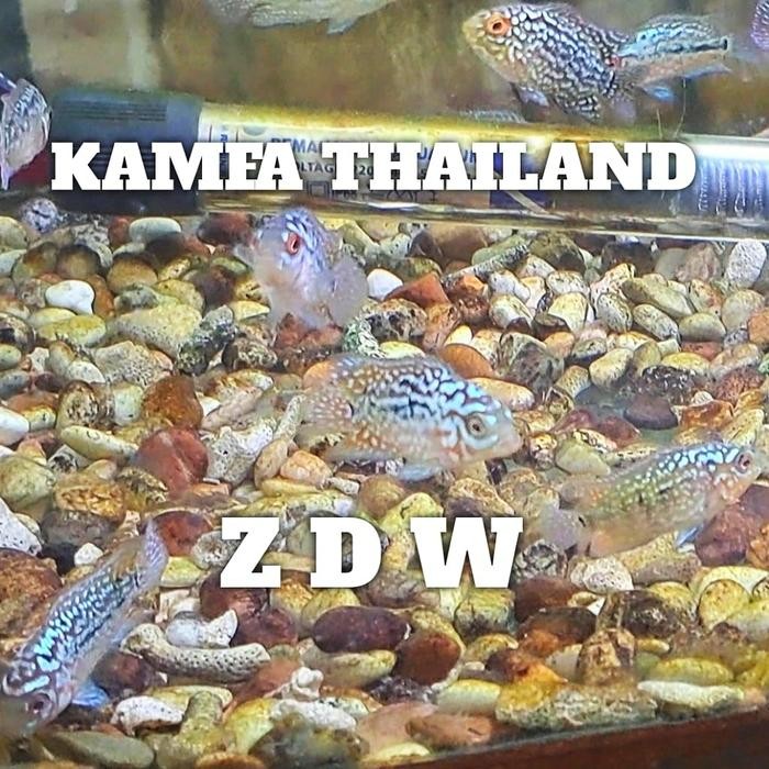 Pawretty- burayak louhan kamfa f2 thailand