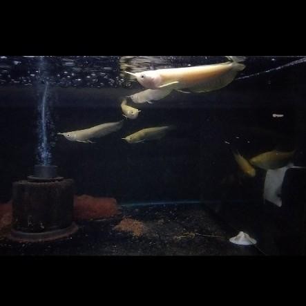 Pawretty- arwana silver albino mata merah