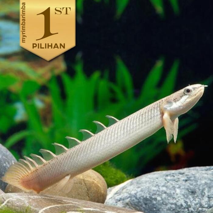 Pawretty- Palmas Golden Senegalus Ikan Hias Predator "Naga Mas" Hiasan Aquarium