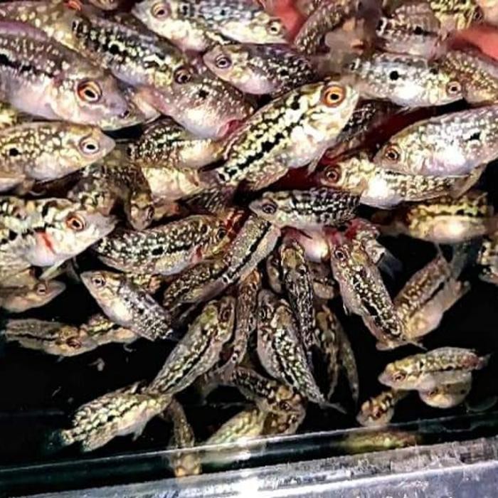 Pawretty- BURAYAK LOUHAN KAMFA F3 MONGKOL GEN THAILAND