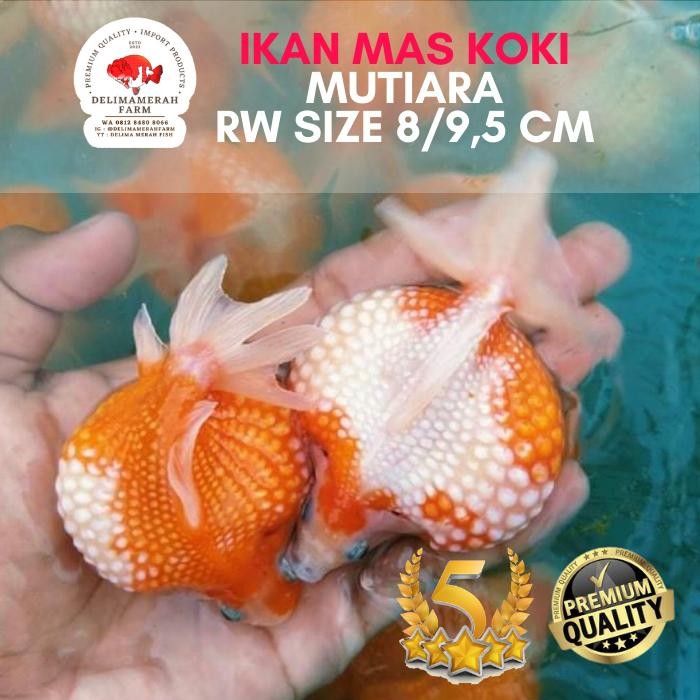 Pawretty- IKAN KOKI MUTIARA JUMBO SIZE 9/10 CM BERGARANSI