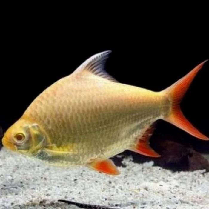 Pawretty- IKAN KAVIAT ALBINO JUMBO MATA MERAH TENGMET PREDATOR SIZE 18-20CM