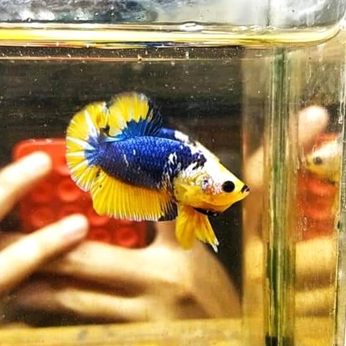 Fluffin- cupang Yellow FCCP (terbaik)