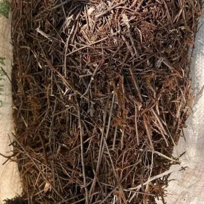 Pakis Cacah Media Tanam Anggrek& Aglonema ,Anthuriumsekarung Via Gosen