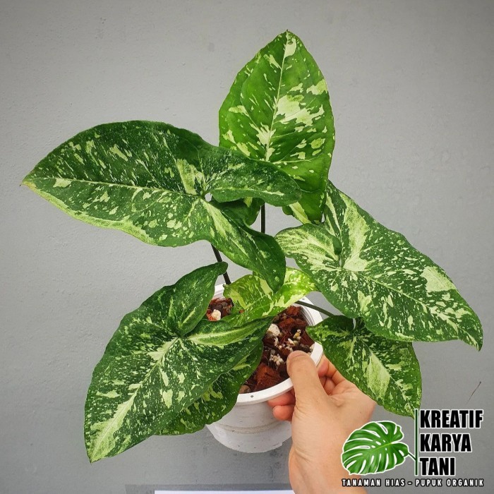 Syngonium panda galaxy war - Syngonium panda galaxy import
