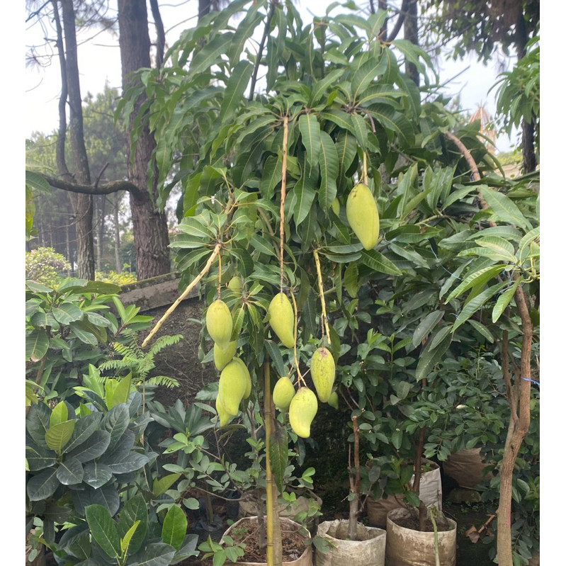 Tanaman Buah Mangga // Pohon Mangga SUDAH Berbunga // Berbuah