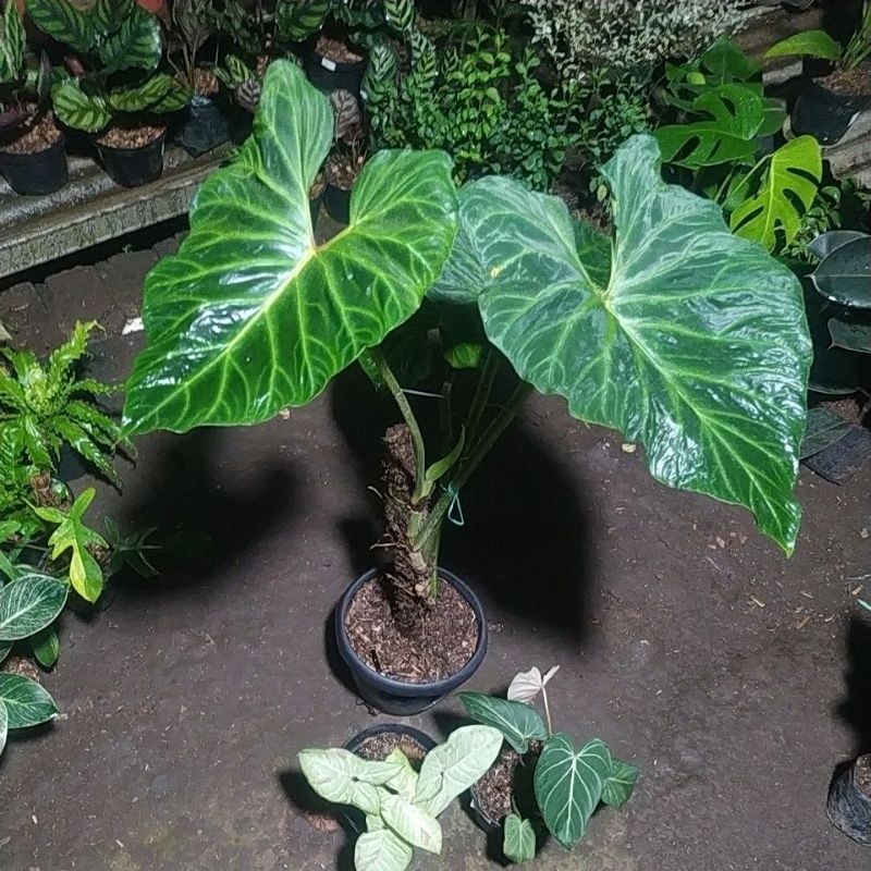 Tanaman hias Verucosum