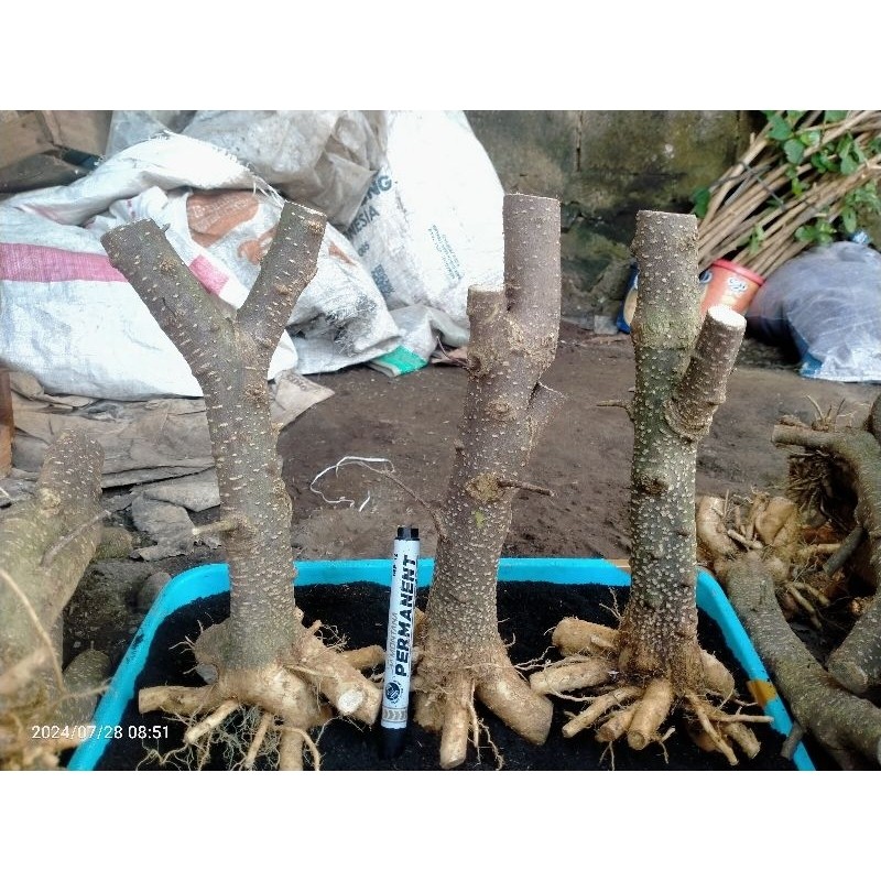 bahan bonsai anting putri prokar