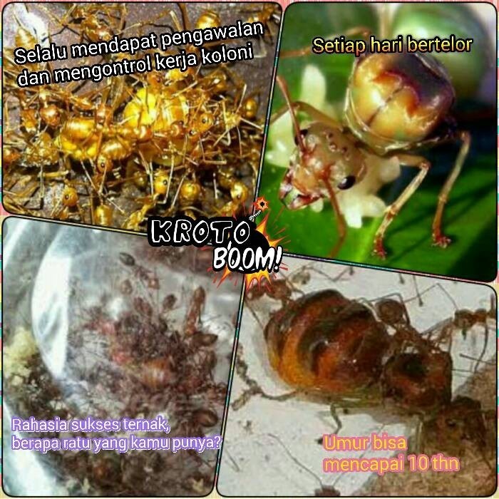 (Expert) Ratu Semut Kroto (5 gratis 1)