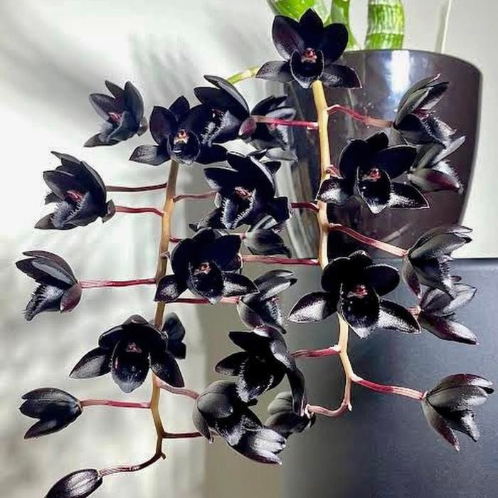 Fredclarkeara After Dark 'SVO Black Pearl' - BUMI Catasetum Orchids