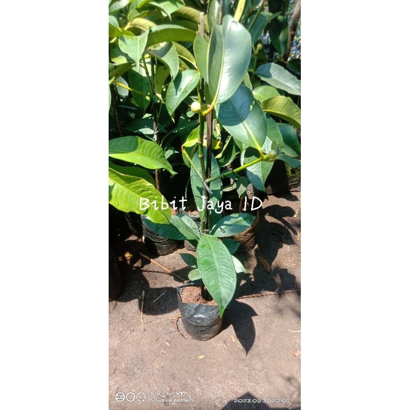 Bibit Buah Manggis Kondisi Sudah Berbuah&Berbunga - Hasil Okulasi