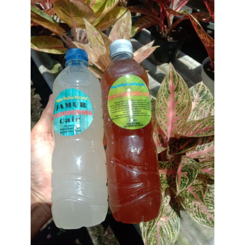 Paket Jamu Aglonema Joss + Trico Untuk Pertumbuhan Tunas