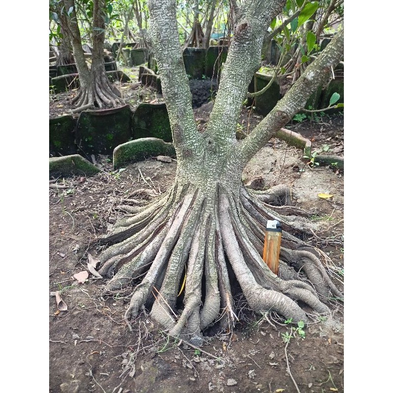 Kimeng Pecah Batang 8 Dan 16