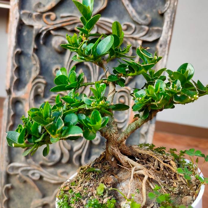 JTTOP" BONSAI SHITO SANCANG JADI