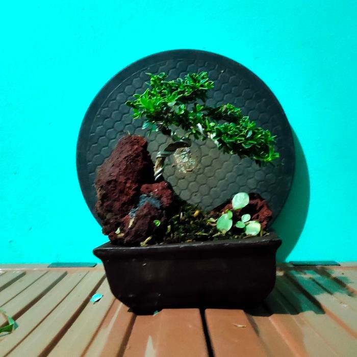 JTTOP" BONSAI MAME MIRTEN VARIEGATA GAYA TURUN GRATIS POT PLASTIK PUTIH.