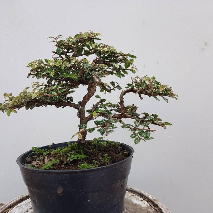 JTTOP" BONSAI MURAH PROMO 3JENIS BONSAI JADI