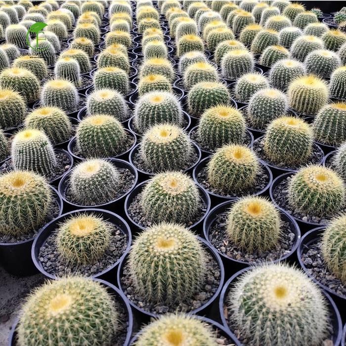 JTTOP" KAKTUS LENING HAUSII CLUSTER - KAKTUS LENING BOLA EMAS