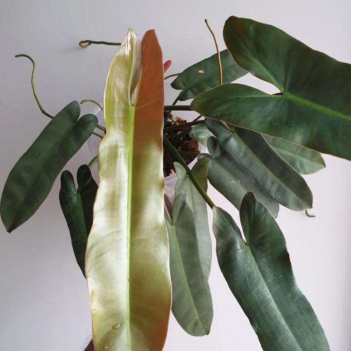 JTTOP" TANAMAN HIAS PHILODENDRON ATABAPOENSE X BILLIETIAE - ATABAPOENSE