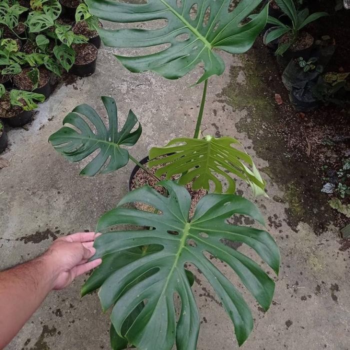 JTTOP" TANAMAN HIAS MONSTERA KING DELICIOSA - MONSTERA KING BESAR