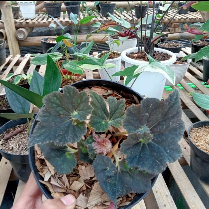 JTTOP" TANAMAN HIAS BEGONIA KEONG BLACK - BEGONIA HITAM CANTIK