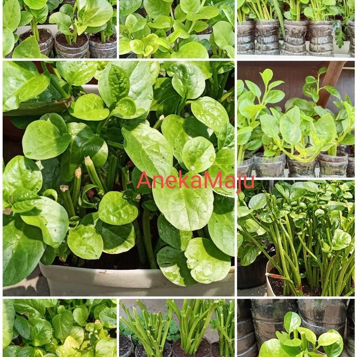 Bibit Sayur Tiwang/ Bayam Malabar