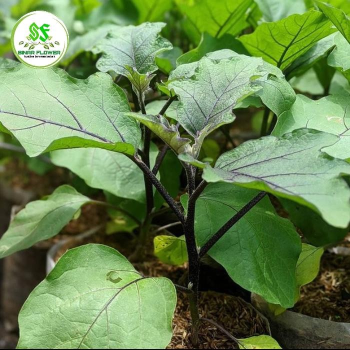 pohon terong ungu panjang/terong sayur/bibit terong-besar dan rimbun.