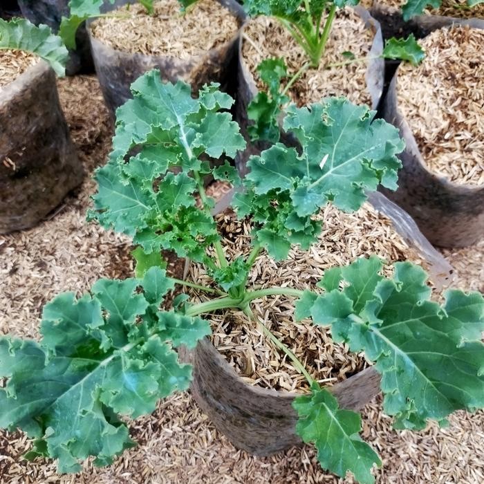 bibit tanaman sayur kale Curly