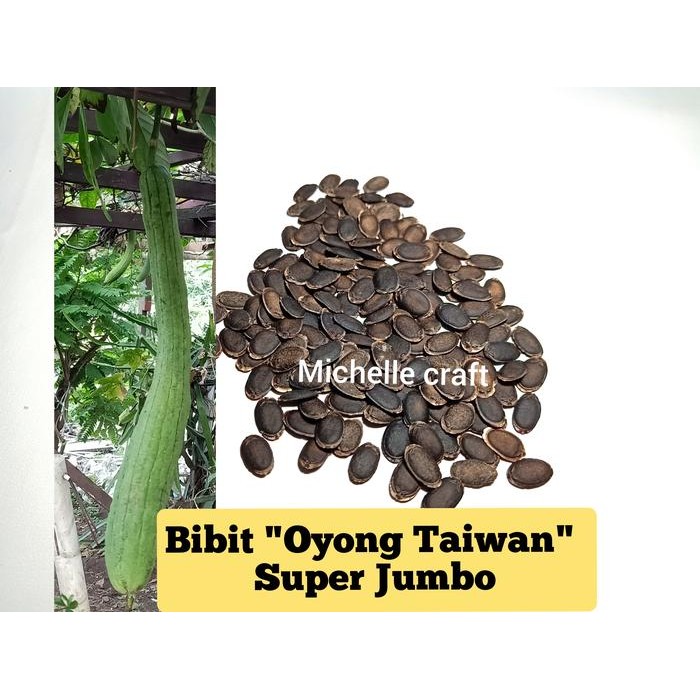 Bibit / Benih / Seeds Sayur Oyong super jumbo Panjang tanaman gambas