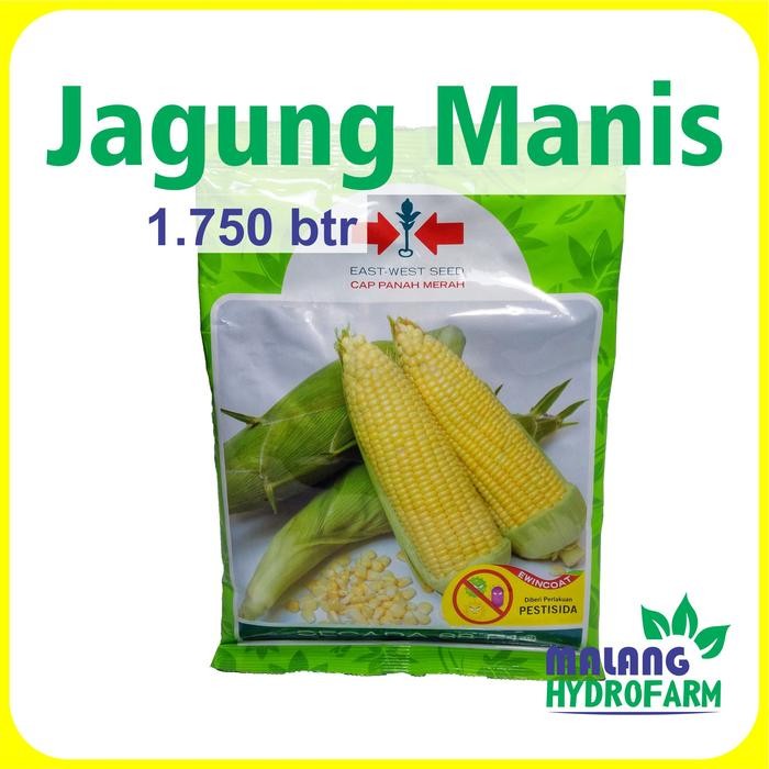 Benih Jagung Manis Secada 88 F1 1750 butir Cap Panah Merah dataran menengah Tinggi unggul bibit