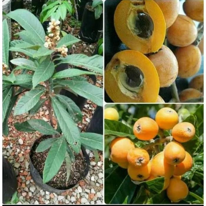

Terlaris Bibit Leci Kuning/ Leci Biwa Hasil Cangkok Unggul