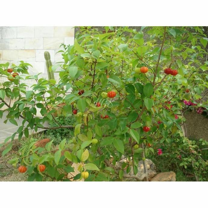 

Terlaris Bibit Buah Cherry Suriname - Cherry Brazilian - Buah Kaya Manfaat