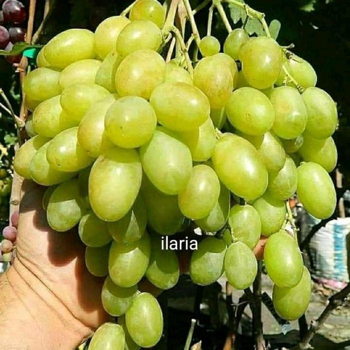 

Terlaris Bibit Tanaman Anggur Impor Varietas Ilaria