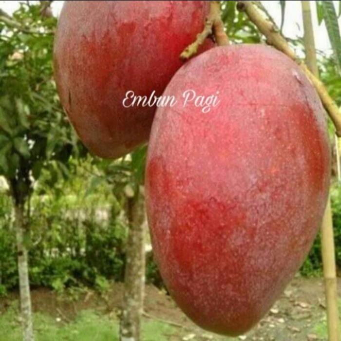 

Terlaris Bibit Tanaman Buah Mangga Palmer Unggul Berkualitas
