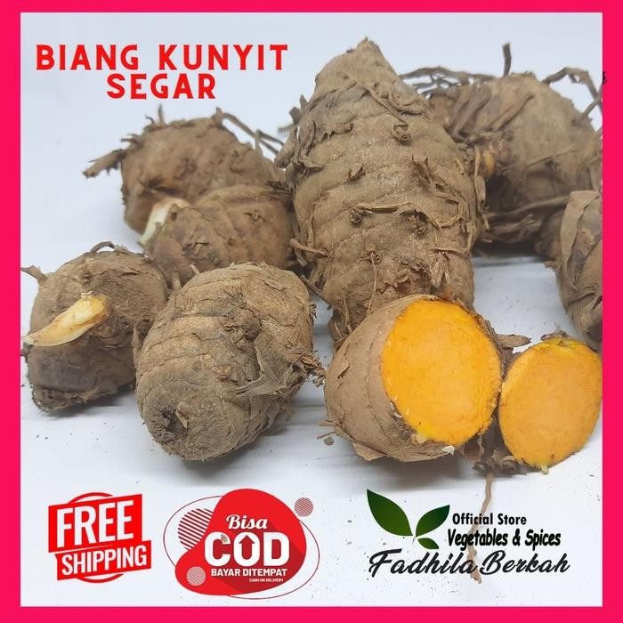 

Terlaris Biang Kepala Empu Indukan Kunyit 1Kg 1 Kg Original Segar