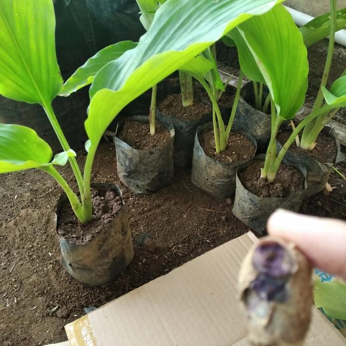 

Terlaris Bibit Kunyit Hitam Paket Kejutan