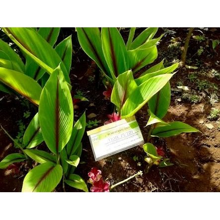 

Terlaris Bibit Tanaman Temu Putih - Kunyit Putih (Obat Herbal)