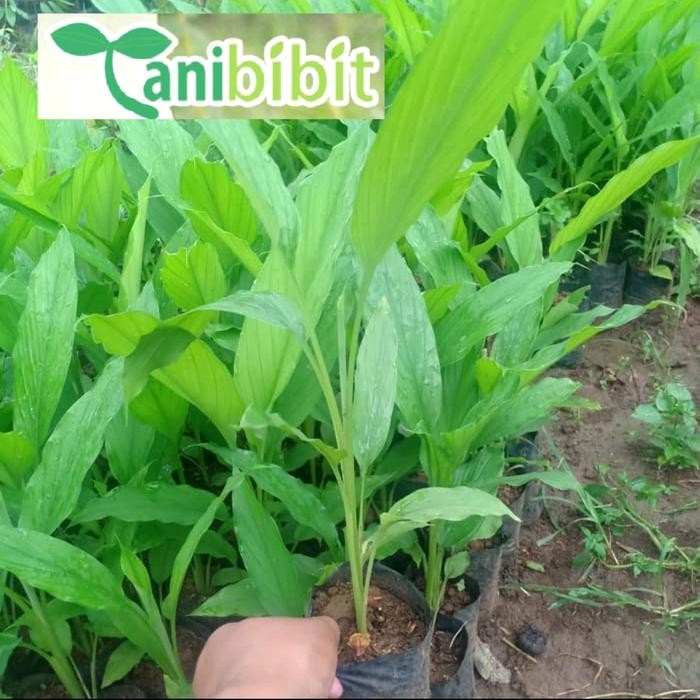 

Terlaris Bibit Pohon Kunyit Tanaman Herbal Dan Bumbu Masak