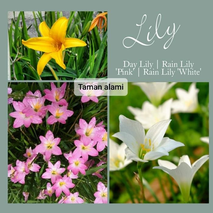 Nirwana Gardenss Paket Hemat 3 Tanaman Bunga Lily Day - Lily Rain Pink -Lily Rain Putih